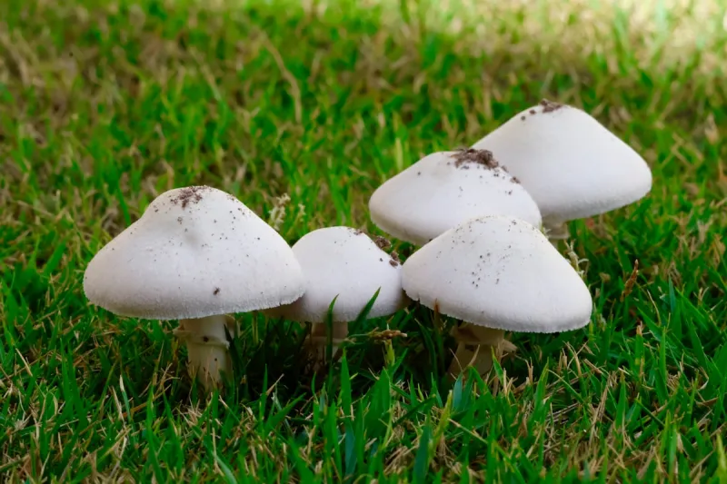 What's With All the White Mushrooms Everywhere?