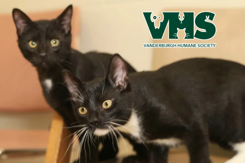 Meet Our Pets of the Week - Batman & Robin