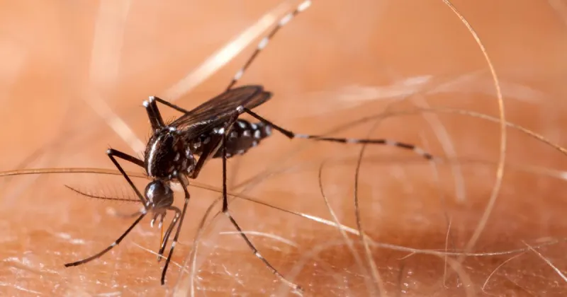 West Nile virus found in LaPorte County mosquitos