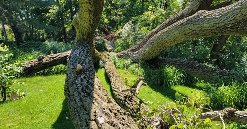 Tornado tree damage offers new lessons about life