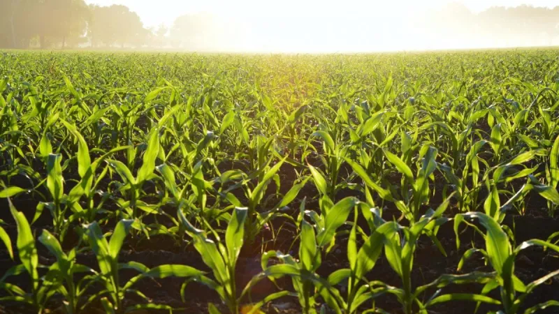 Early Harvest Expected in This Area