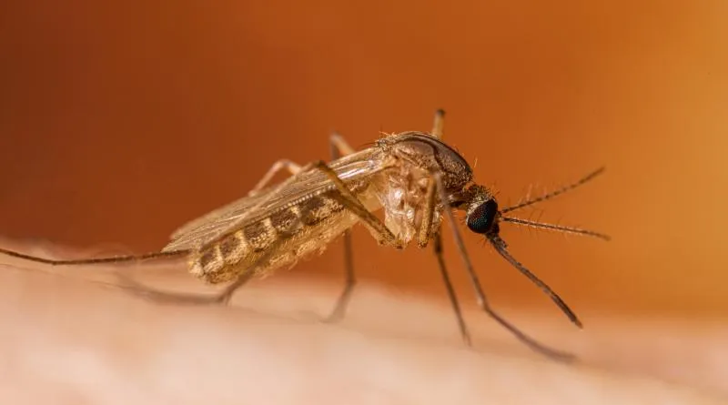 West Nile virus found in Bartholomew County mosquitoes