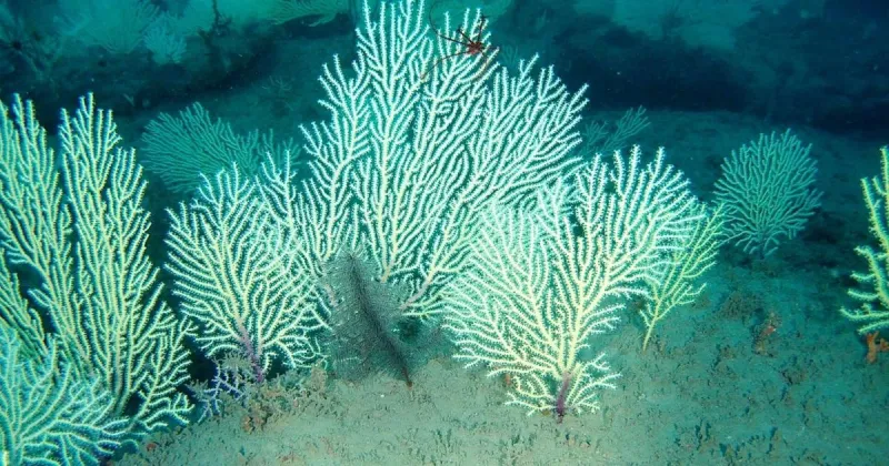 Coral reef presumed dead for 60 years found alive off Africa