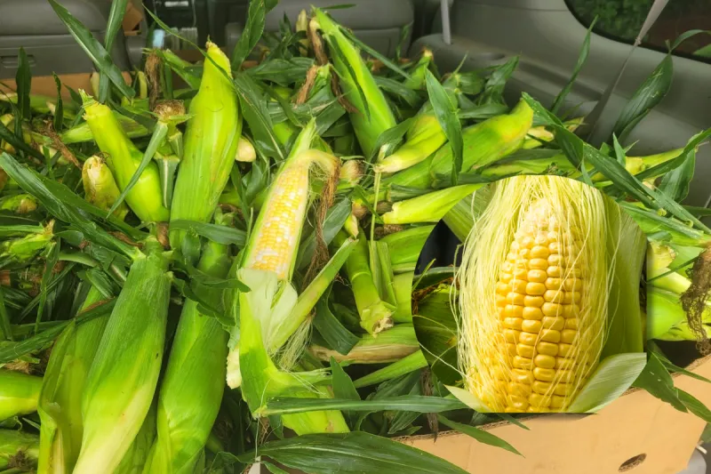 The Sweet Corn Everyone Around Evansville Is Talking About Right Now