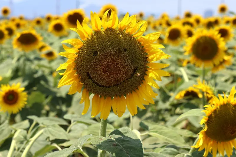 These Stunning Sunflower Fields Near Evansville Won't Be Around Much Longer