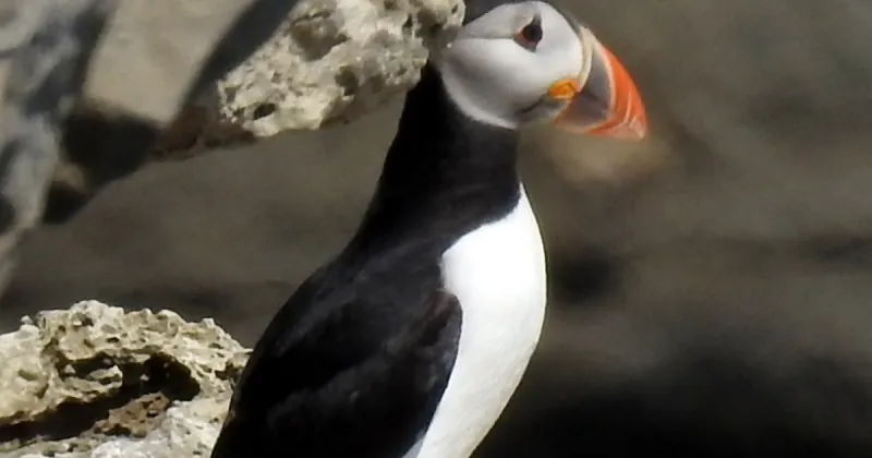 First puffin chick spotted in over 30 years at shore