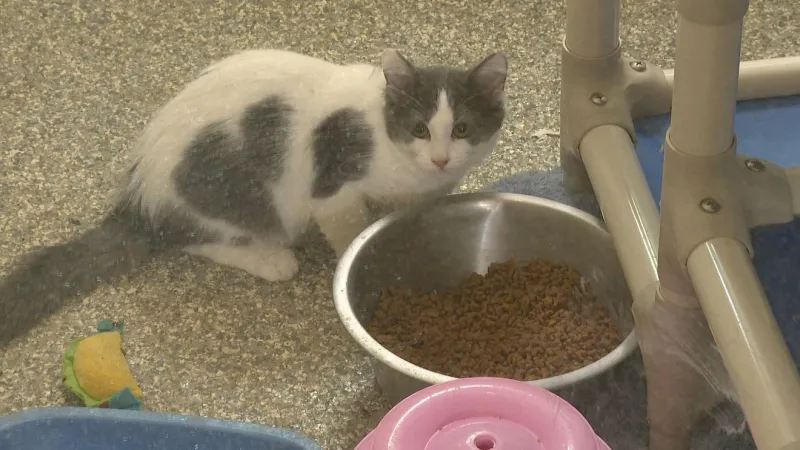 Cat shelter deals with surge in cat intake in Michigan City
