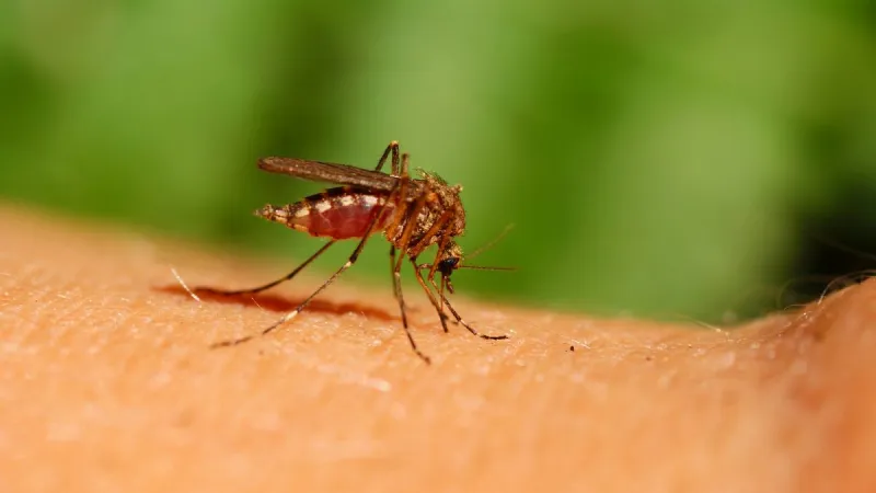 West Nile Virus Found in Knox County Mosquitoes