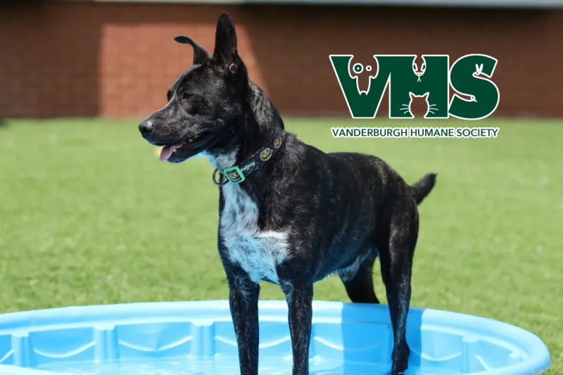 Meet Our VHS Pet of the Week - ROSCOE