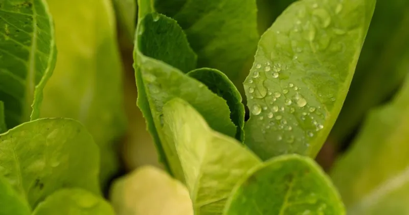 Parasite linked to fresh produce sickens nearly 600 in Indiana. Here's what to know
