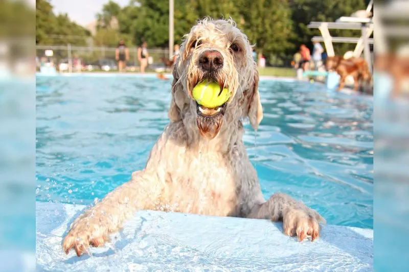 Take Your Dog Swimming in Owensboro, KY This Weekend!