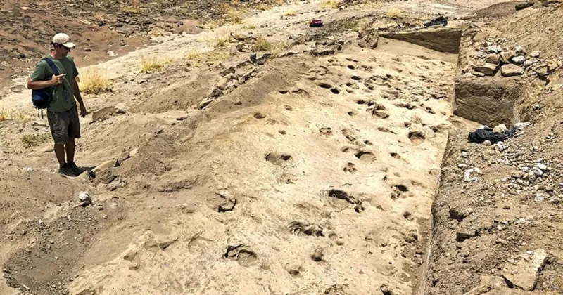 Footprints reshape what scientists know about extinct human relative