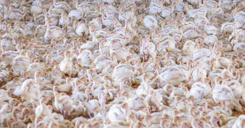Industrial chicken farming spreading leading cause of food poisoning