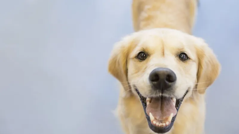 Hot Weather Calls for Increased Animal Awareness