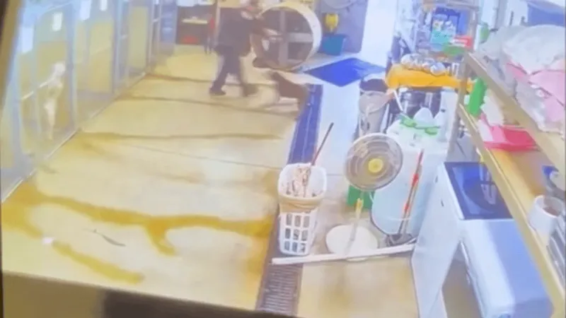 No evidence of abuse, say police, in video reportedly showing animal mistreatment