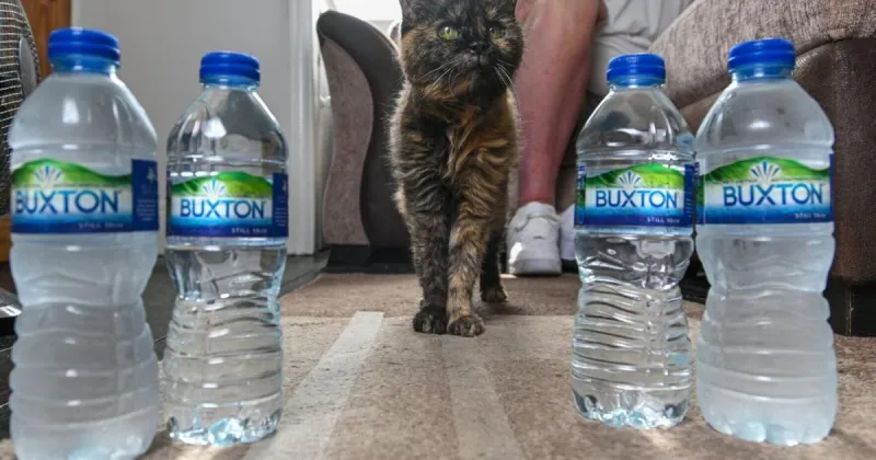 Secret to 31-year-old cat's long life? Bottled spring water