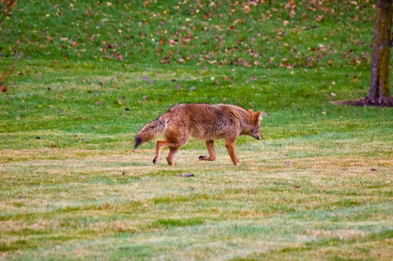 Why Coyotes Become More Noticeable in August in Kentucky
