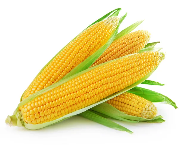 Early Crop Harvest is Possible in Area