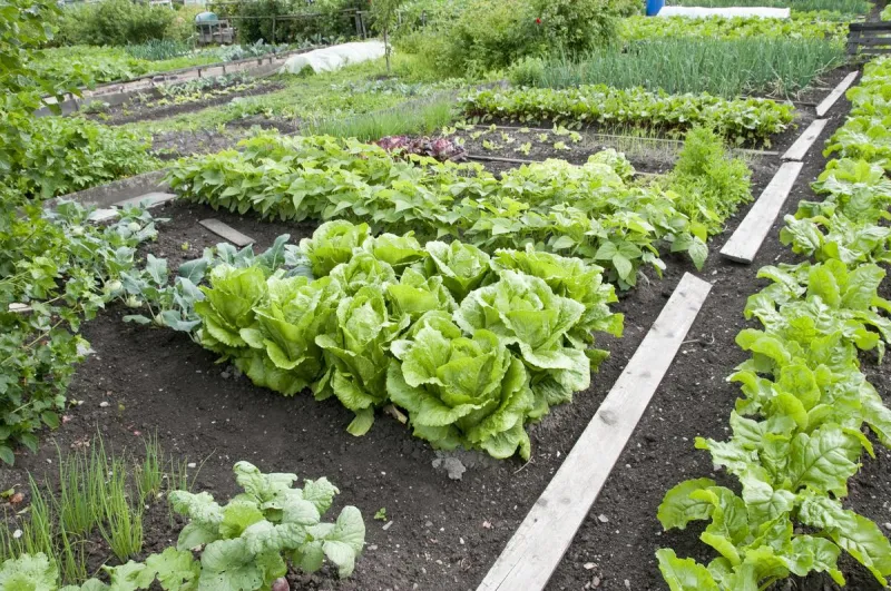 This Kentucky Jail Has Grown More Than 41,000 Pounds of Produce