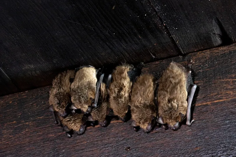 Have Bats On Your Property? Indiana Wants to Hear From You