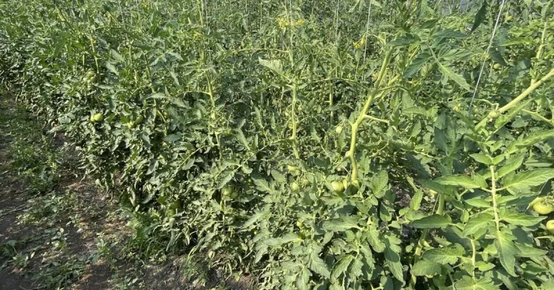 Heat and Smoke Impact Local Produce As Montana Farmers Face Growing Challenges