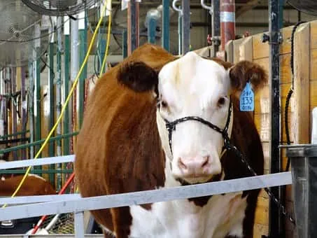 Livestock Auction Heads Up Day Five of Knox County Fair