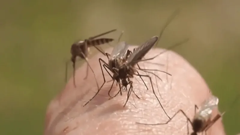 Mosquitoes test positive for West Nile Virus in St. Joseph County