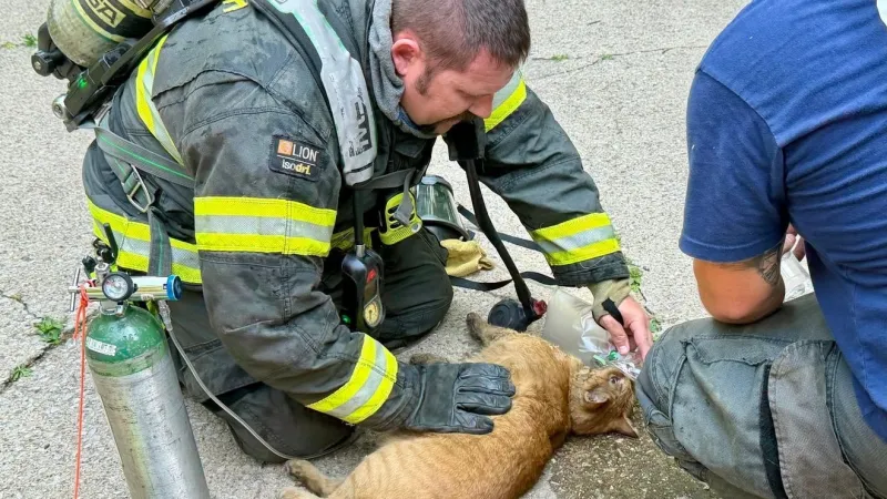 Fire Department rescues three cats from burning home in Michigan City