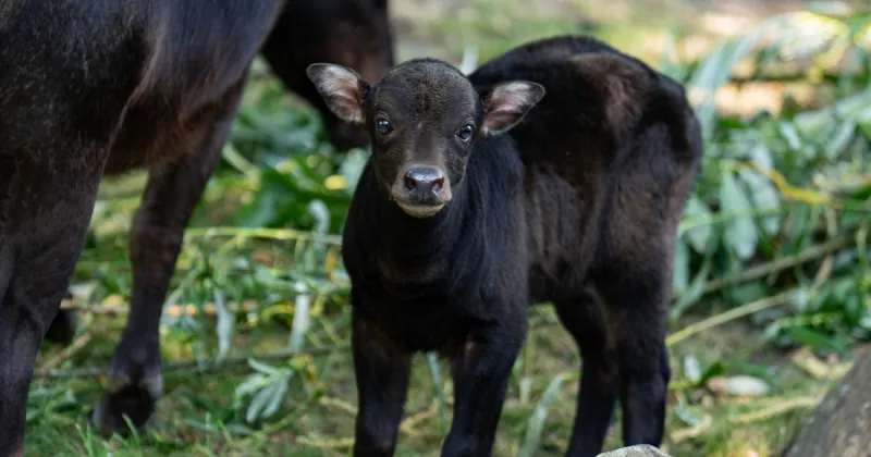 World's smallest buffalo born at zoo weighs just 15 lbs