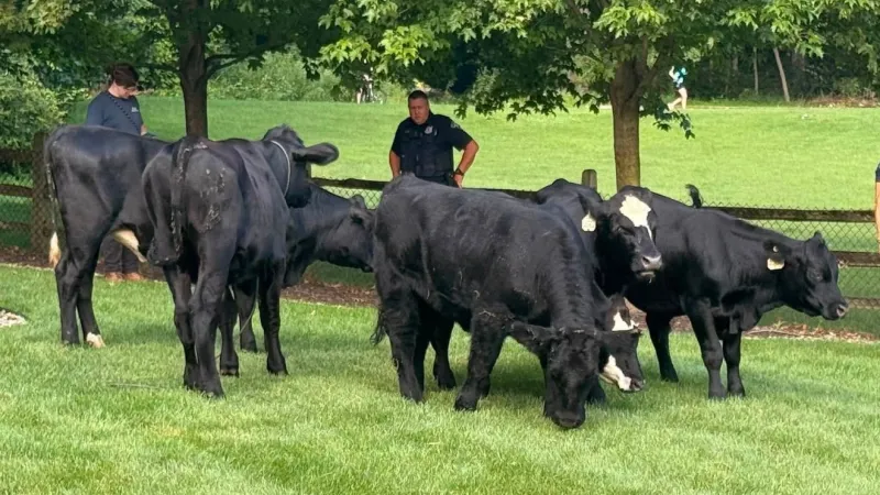 Stray cows safely reunited with owner after chase near state line
