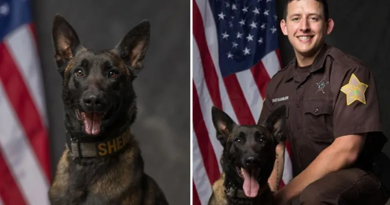 K-9 partner of wounded LaPorte County deputy retires after 8 years of loyal service