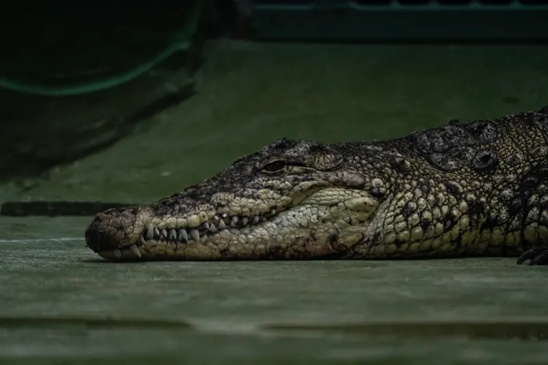 Crickey! An Alligator Was on the Loose in Indiana