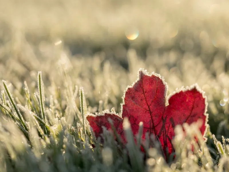Farmer's Almanac Predicts First Frost Dates of 2026