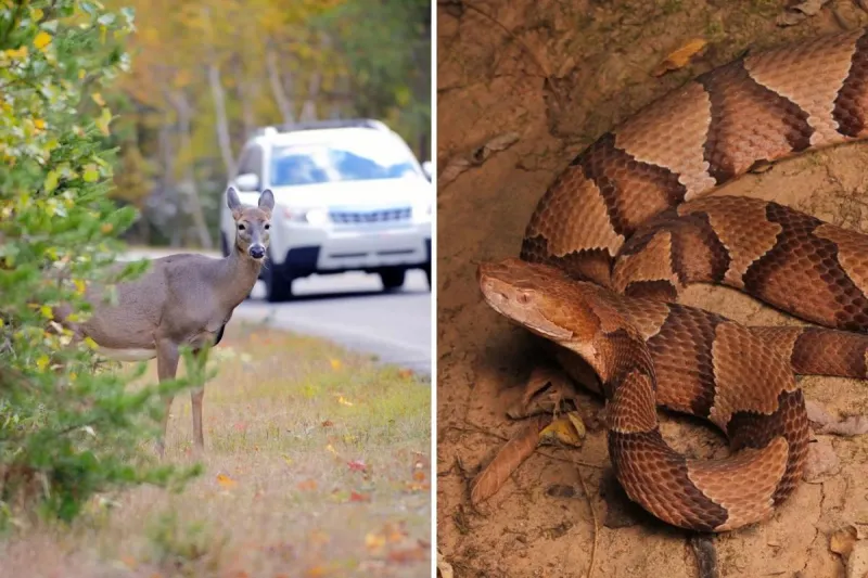 What is the Most Dangerous Animal in Indiana?