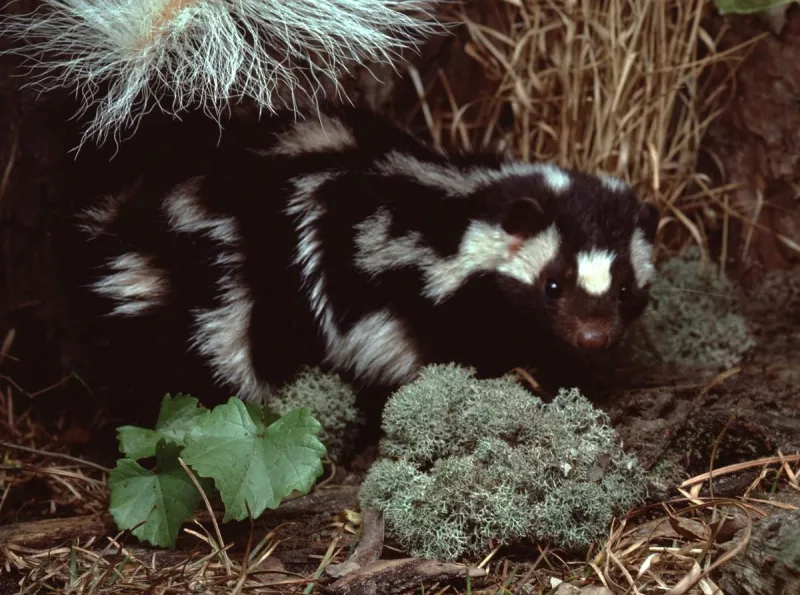 This Tiny Skunk Does Handstands Before It Sprays