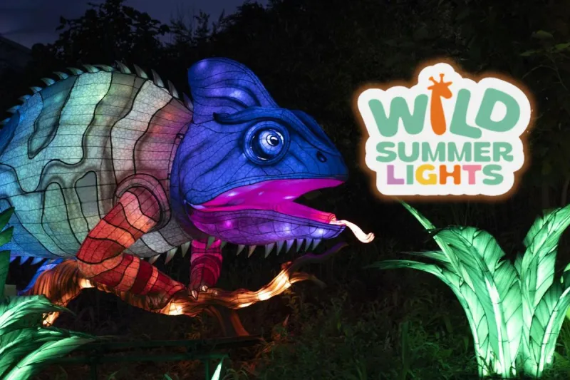 Win a Family Four-Pack to Wild Summer Lights