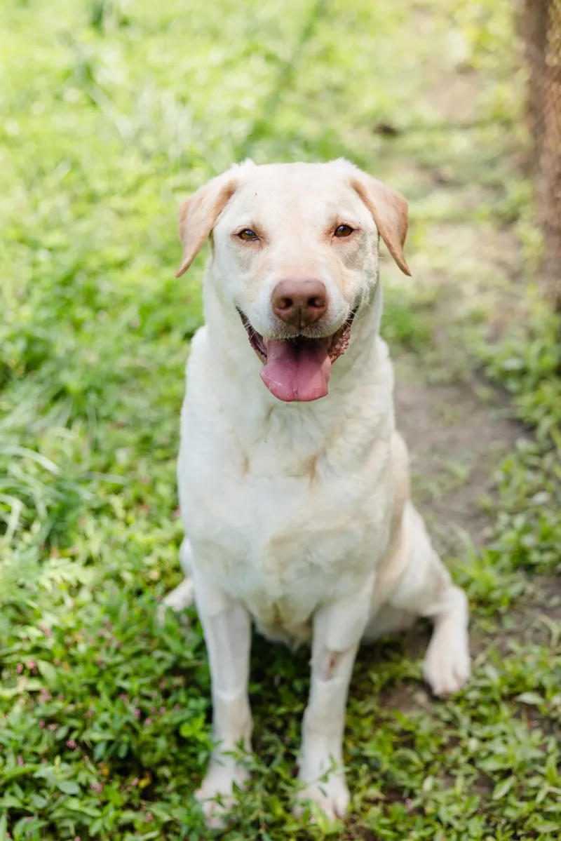 Vivian is the Warrick Humane Society Pet of the Week