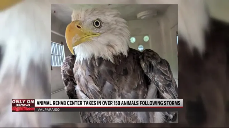 Humane Wildlife Indiana works to care for animals affected by severe storms