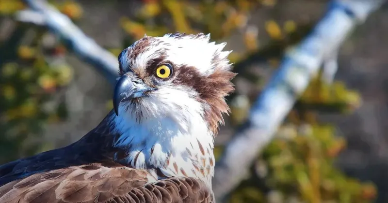 Effective method endangered ospreys are making a comeback
