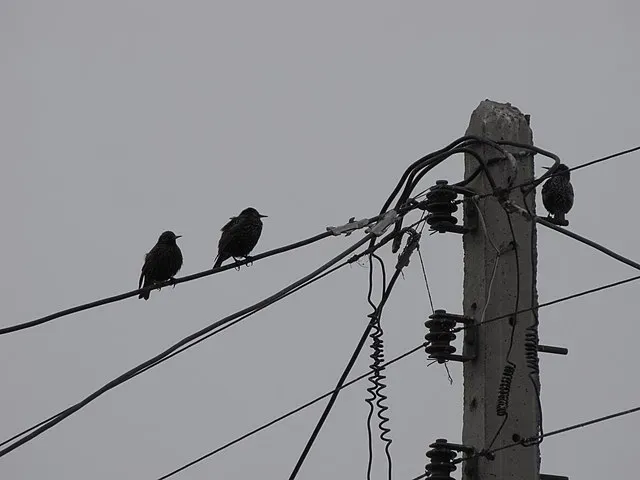 EFFORTS CONTINUE TO RESTORE UTILITIES
