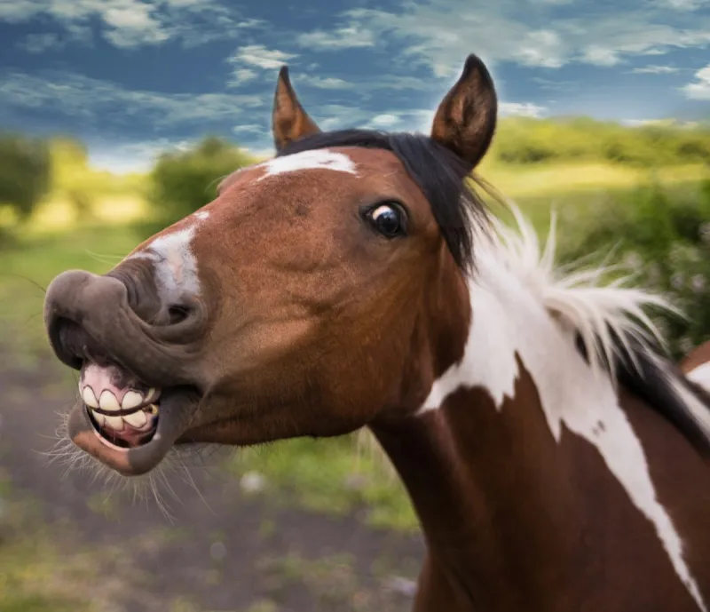 You Don't Have to Own an Equine to Love The Kentucky Festival of the Horse