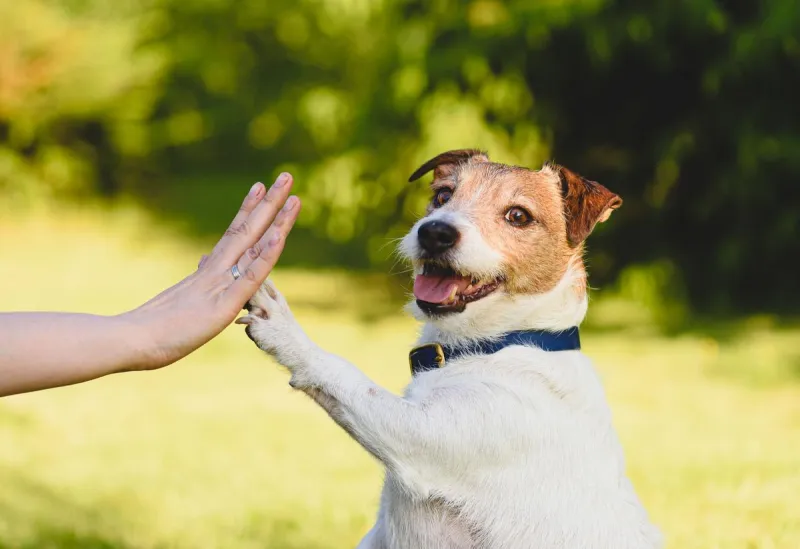New Study Proves Dogs Can Recognize Humans' Emotions