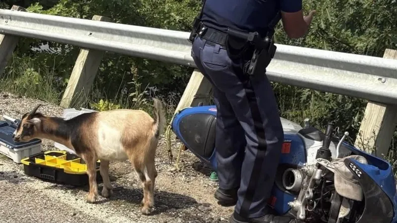 Not your average K-9: Nigerian Dwarf goat hops in patrol car at crash investigation