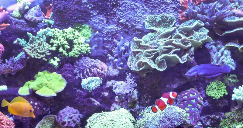 Northwest Indiana pet stores scramble to keep fish, reptiles alive during prolonged outage