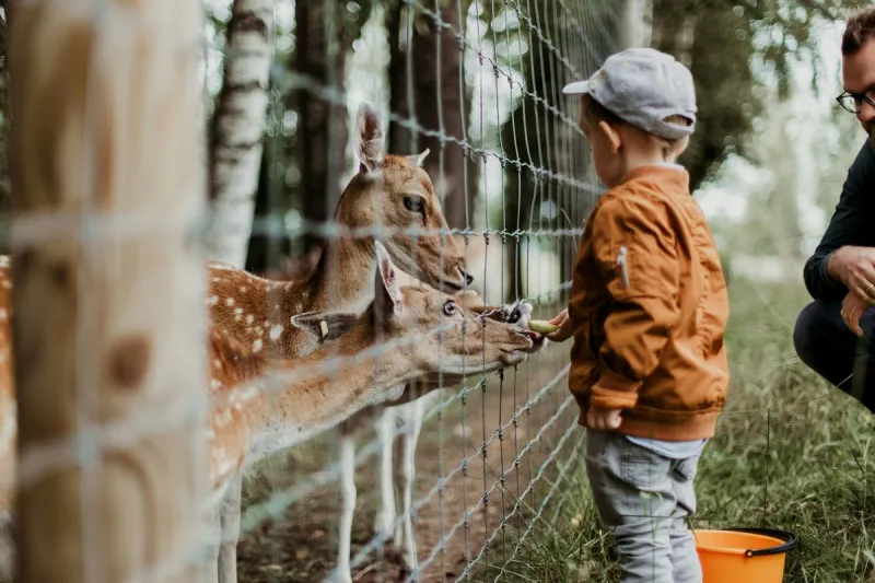 Meet More Than 500 Animals at This Tennessee Petting Farm
