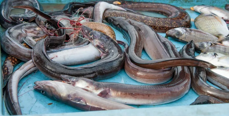 Illinois Fishermen Catch Massive Eel in the Mississippi