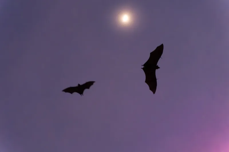 Spend a Fall Night Listening for Bats in Indiana