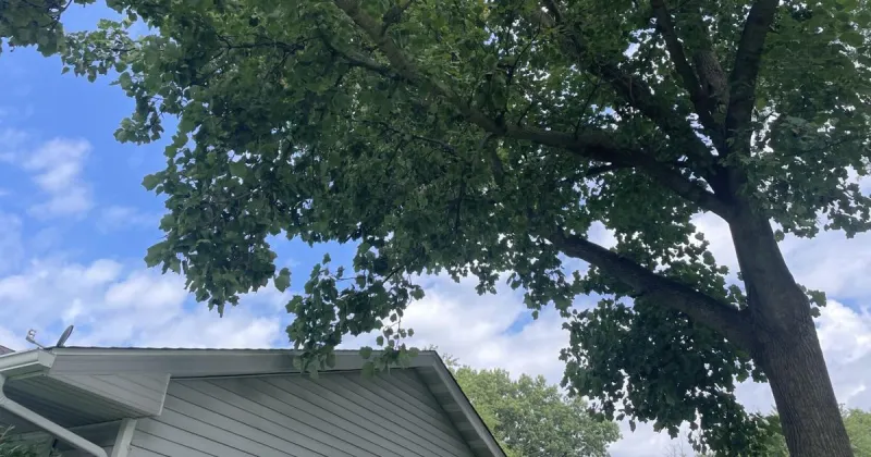 Trees offer shade and beauty, but storms expose their risks