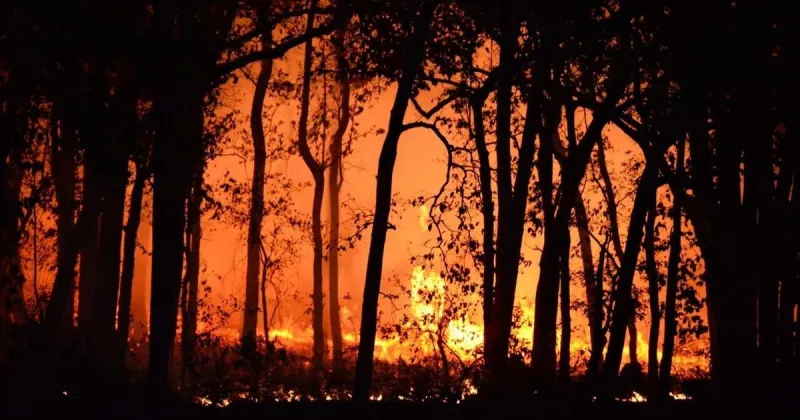 How much more could burn thanks to wildfires?