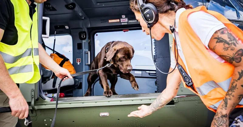 Rescue dogs learn to overcome their fear of helicopters